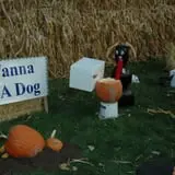 North Logan Pumpkin Walk photo
