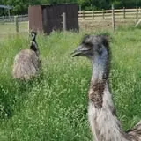 Animal Gardens & Petting Zoo photo