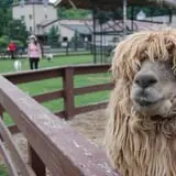 Animal Gardens & Petting Zoo photo