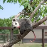 Animal Gardens & Petting Zoo photo