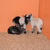 Animal Gardens & Petting Zoo photo