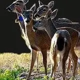 Animal Gardens & Petting Zoo photo