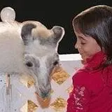 Animal Gardens & Petting Zoo photo