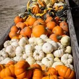 Deal's Orchard photo