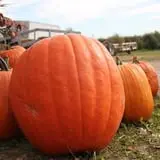 Deal's Orchard photo