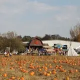 Deal's Orchard photo