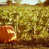 Deal's Orchard photo