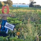 Deal's Orchard photo