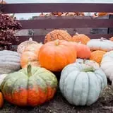 Deal's Orchard photo