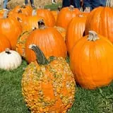Deal's Orchard photo