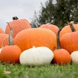 Deal's Orchard photo