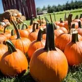 Deal's Orchard photo