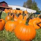 Deal's Orchard photo