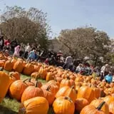 Deal's Orchard photo