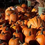 Deal's Orchard photo