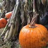 B.F. Clyde's Cider Mill photo