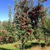 Salinger's Orchard photo