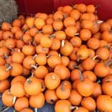 Salinger's Orchard photo