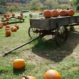 Salinger's Orchard photo