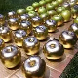 Salinger's Orchard photo