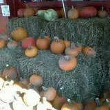 Salinger's Orchard photo