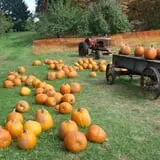 Salinger's Orchard photo
