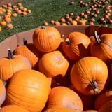 Salinger's Orchard photo
