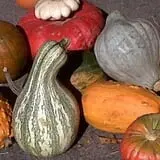 Salinger's Orchard photo