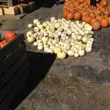 C. N. Smith Farm Pumpkin Picking & Hayride photo