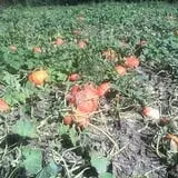 C. N. Smith Farm Pumpkin Picking & Hayride photo