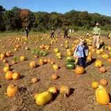 C. N. Smith Farm Pumpkin Picking & Hayride photo