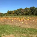 C. N. Smith Farm Pumpkin Picking & Hayride photo