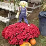 C. N. Smith Farm Pumpkin Picking & Hayride photo