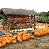 C. N. Smith Farm Pumpkin Picking & Hayride photo