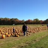 C. N. Smith Farm Pumpkin Picking & Hayride photo