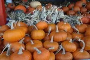 Fruitville Grove's Pumpkin Festival