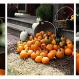 Kingsway Pumpkin Farm photo