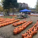 Kingsway Pumpkin Farm photo