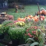 Festival Farm Pumpkin Patch & Hayride photo