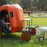 Festival Farm Pumpkin Patch & Hayride photo