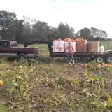 Hawks Pumpkin Patch photo