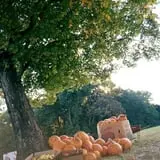 Hawks Pumpkin Patch photo