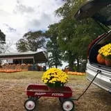 Hawks Pumpkin Patch photo
