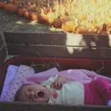 Hawks Pumpkin Patch photo