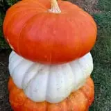 Hawks Pumpkin Patch photo