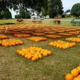 Hawks Pumpkin Patch photo
