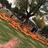 Hawks Pumpkin Patch photo