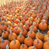 Hawks Pumpkin Patch photo