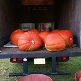 Hawks Pumpkin Patch photo