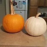 Hawks Pumpkin Patch photo